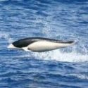 southern right-whale dolphin