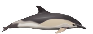 delphinus delphis